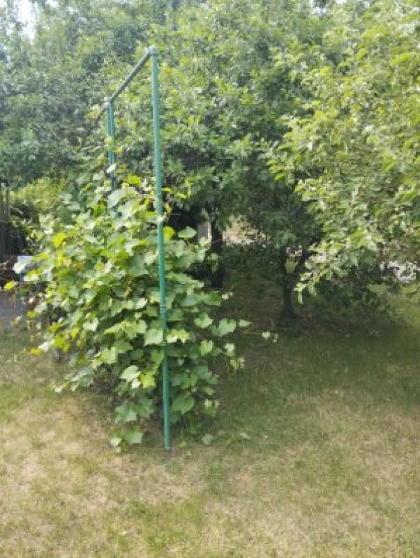 Sprzedam ogród działkowy ROD Paszkowiaka - 03