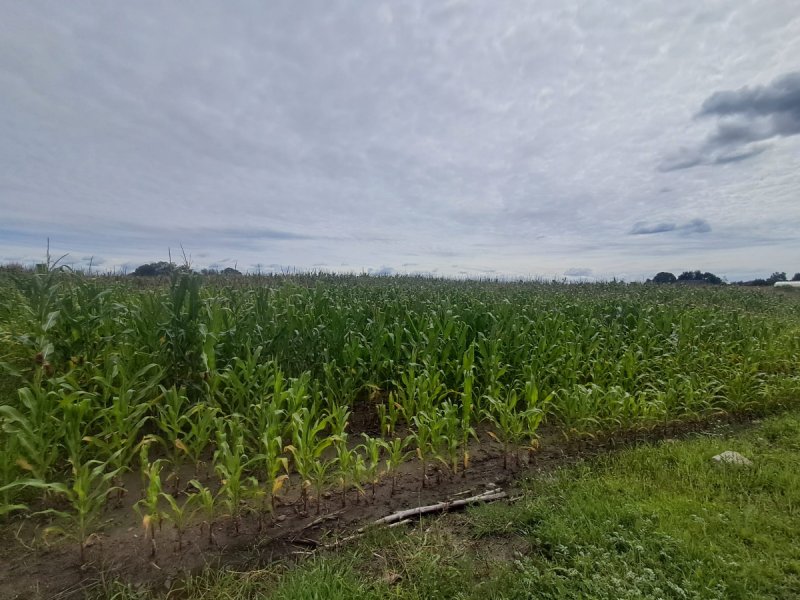 Działka rolno inwestycyjna pow.4,03 ha,Blizanówek - 02